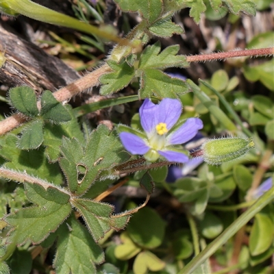 Unverified Other Wildflower or Herb at Bethungra, NSW - 7 Oct 2025 by ConBoekel