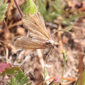Pyraloidea (unidentified Pyraloid moth) (A Pyraloid moth (Pyraloidea)) at Bethungra, NSW - 7 Oct 2025 by ConBoekel