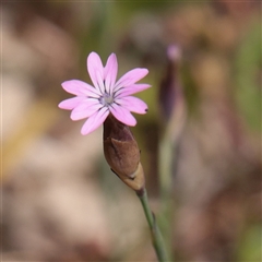Unverified Other Wildflower or Herb at Bethungra, NSW - 7 Oct 2025 by ConBoekel