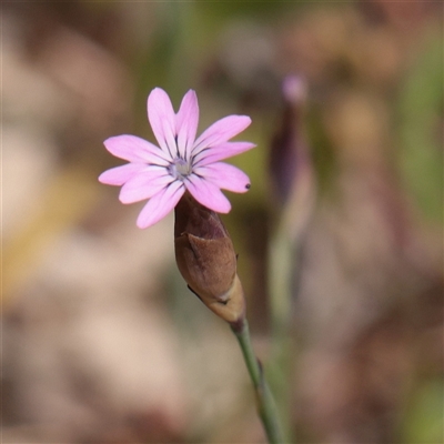 Unverified Other Wildflower or Herb at Bethungra, NSW - 7 Oct 2025 by ConBoekel