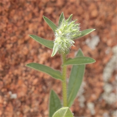 Unverified Other Wildflower or Herb at Bethungra, NSW - 7 Oct 2025 by ConBoekel