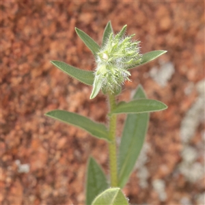 Unverified Other Wildflower or Herb at Bethungra, NSW - 7 Oct 2025 by ConBoekel