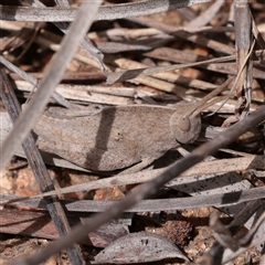 Goniaea australasiae (Gumleaf grasshopper) at Bethungra, NSW - 7 Oct 2025 by ConBoekel