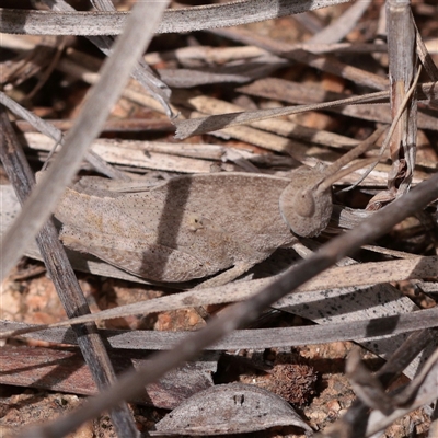 Goniaea australasiae (Gumleaf grasshopper) at Bethungra, NSW - 7 Oct 2025 by ConBoekel