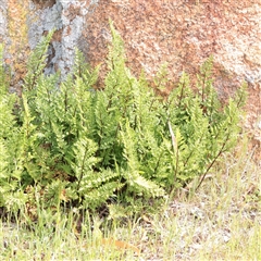 Unverified Fern or Clubmoss at Bethungra, NSW - 7 Oct 2025 by ConBoekel