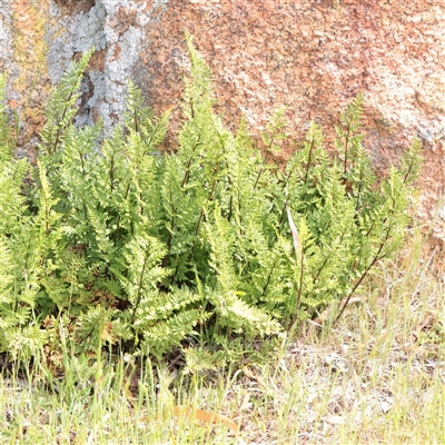 Unverified Fern or Clubmoss at Bethungra, NSW - 7 Oct 2025 by ConBoekel