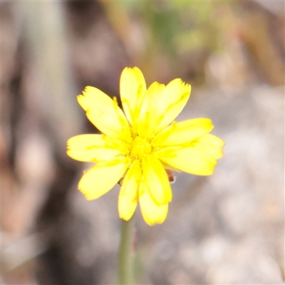 Unverified Other Wildflower or Herb at Bethungra, NSW - 7 Oct 2025 by ConBoekel