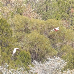 Eolophus roseicapilla at Bethungra, NSW - 7 Oct 2025 by ConBoekel