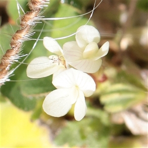 Unverified Pea at Bethungra, NSW - 7 Oct 2025 by ConBoekel