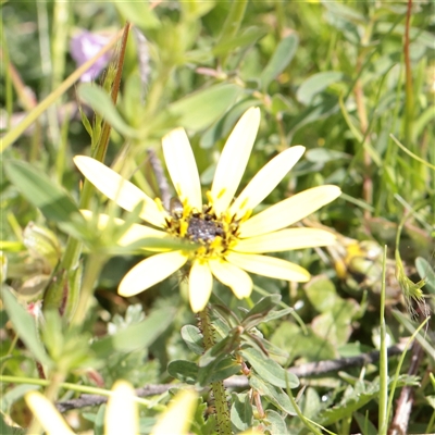 Unverified Daisy at Bethungra, NSW - 7 Oct 2025 by ConBoekel