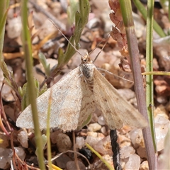 Scopula rubraria (Reddish Wave, Plantain Moth) at Bethungra, NSW - 7 Oct 2025 by ConBoekel
