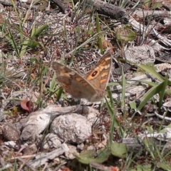 Junonia villida (Meadow Argus) at Bethungra, NSW - 7 Oct 2025 by ConBoekel