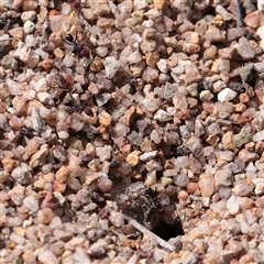 Iridomyrmex purpureus (Meat Ant) at Bethungra, NSW - 7 Oct 2025 by ConBoekel