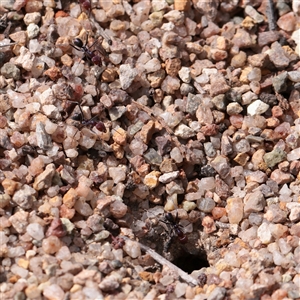 Iridomyrmex purpureus (Meat Ant) at Bethungra, NSW - 7 Oct 2025 by ConBoekel