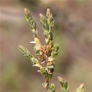 Unverified Other Shrub at Bethungra, NSW - 7 Oct 2025 by ConBoekel