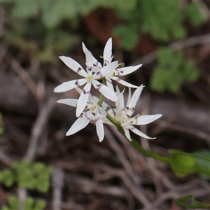 Unverified Other Wildflower or Herb at Bethungra, NSW - 7 Oct 2025 by ConBoekel