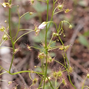 Unverified Other Wildflower or Herb at Bethungra, NSW - 7 Oct 2025 by ConBoekel