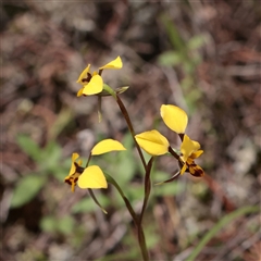 Diuris sp. (hybrid) (Hybrid Donkey Orchid) at Bethungra, NSW - 7 Oct 2025 by ConBoekel