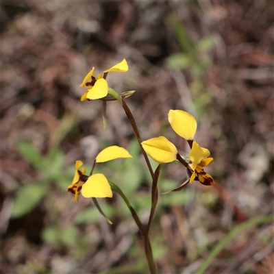 Diuris sp. (hybrid) (Hybrid Donkey Orchid) at Bethungra, NSW - 7 Oct 2025 by ConBoekel