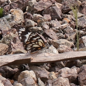 Belenois java (Caper White) at Bethungra, NSW - 7 Oct 2025 by ConBoekel