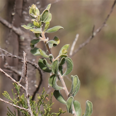 Unverified Other Shrub at Bethungra, NSW - 7 Oct 2025 by ConBoekel