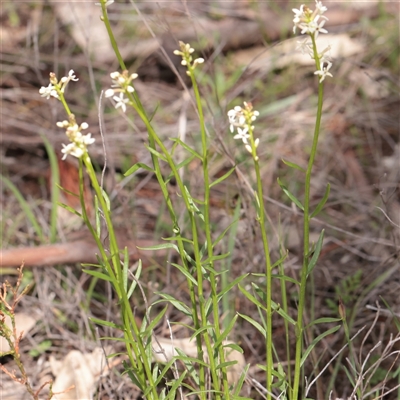 Unverified Other Wildflower or Herb at Bethungra, NSW - 7 Oct 2025 by ConBoekel