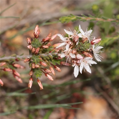 Unverified Other Shrub at Bethungra, NSW - 7 Oct 2025 by ConBoekel