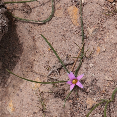 Unverified Other Wildflower or Herb at Bethungra, NSW - 7 Oct 2025 by ConBoekel