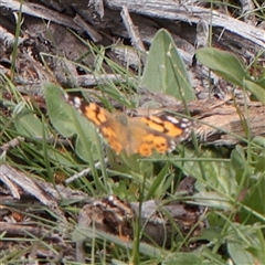 Vanessa kershawi (Australian Painted Lady) at Bethungra, NSW - 7 Oct 2025 by ConBoekel