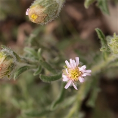 Unverified Daisy at Bethungra, NSW - 7 Oct 2025 by ConBoekel