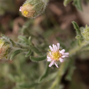 Unverified Daisy at Bethungra, NSW - 7 Oct 2025 by ConBoekel