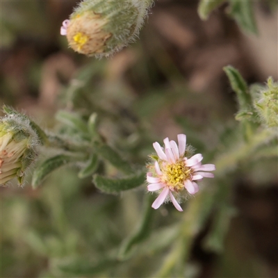 Unverified Daisy at Bethungra, NSW - 7 Oct 2025 by ConBoekel