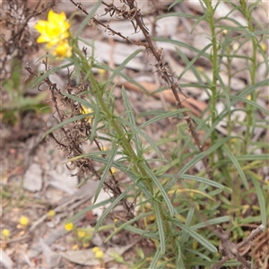Unverified Daisy at Bethungra, NSW - 7 Oct 2025 by ConBoekel