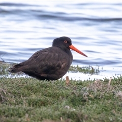 Haematopus fuliginosus (Sooty Oystercatcher) at American River, SA - 16 Sep 2025 by AlisonMilton