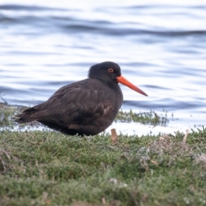Haematopus fuliginosus at American River, SA - 16 Sep 2025 by AlisonMilton