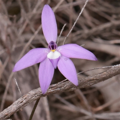 Glossodia major (Wax Lip Orchid) at Bethungra, NSW - 7 Oct 2025 by ConBoekel