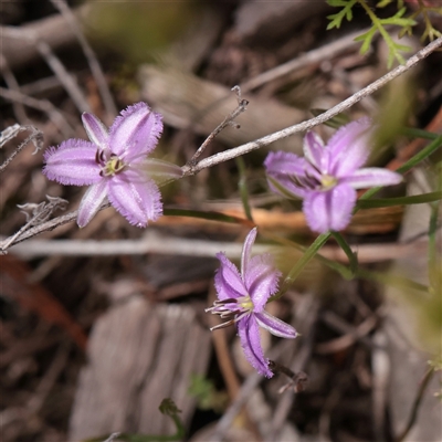 Unverified Other Wildflower or Herb at Bethungra, NSW - 7 Oct 2025 by ConBoekel