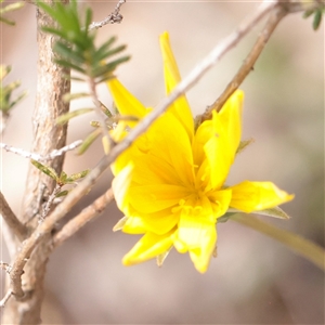 Unverified Daisy at Bethungra, NSW - 7 Oct 2025 by ConBoekel