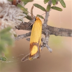 Plectobela zanclotoma (A Concealer moth (Wingia group) at Bethungra, NSW - 7 Oct 2025 by ConBoekel
