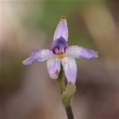 Glossodia major (Wax Lip Orchid) at Bethungra, NSW - 7 Oct 2025 by ConBoekel