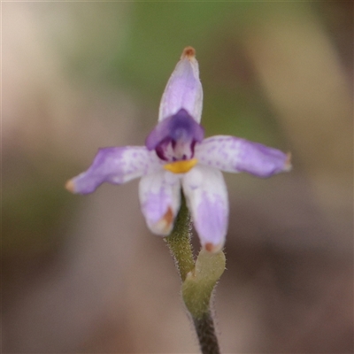 Glossodia major (Wax Lip Orchid) at Bethungra, NSW - 7 Oct 2025 by ConBoekel