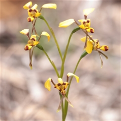 Diuris sp. (hybrid) at Bethungra, NSW - 7 Oct 2025 by ConBoekel