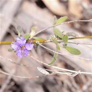 Unverified Other Shrub at Bethungra, NSW - 7 Oct 2025 by ConBoekel