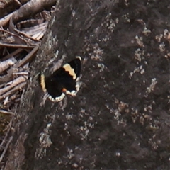 Eutrichopidia latinus (Yellow-banded Day-moth) at Bethungra, NSW - 7 Oct 2025 by ConBoekel