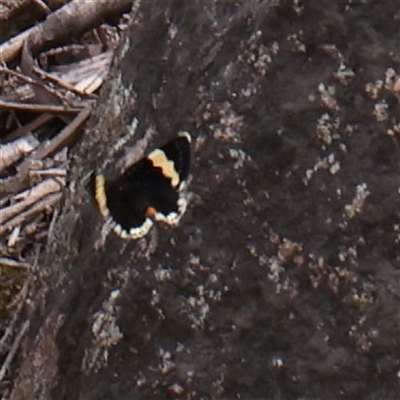 Eutrichopidia latinus (Yellow-banded Day-moth) at Bethungra, NSW - 7 Oct 2025 by ConBoekel