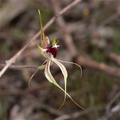 Caladenia parva at Bethungra, NSW - 7 Oct 2025 by ConBoekel