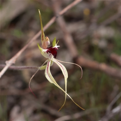Caladenia parva at Bethungra, NSW - 7 Oct 2025 by ConBoekel