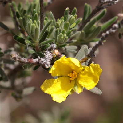 Unverified Other Shrub at Bethungra, NSW - 7 Oct 2025 by ConBoekel