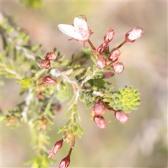 Unverified Other Shrub at Bethungra, NSW - 7 Oct 2025 by ConBoekel