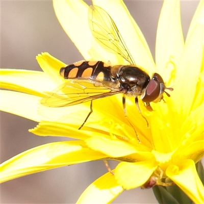 Melangyna viridiceps (Hover fly) at Bethungra, NSW - 7 Oct 2025 by ConBoekel